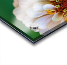 Sweet Flower Acrylic print