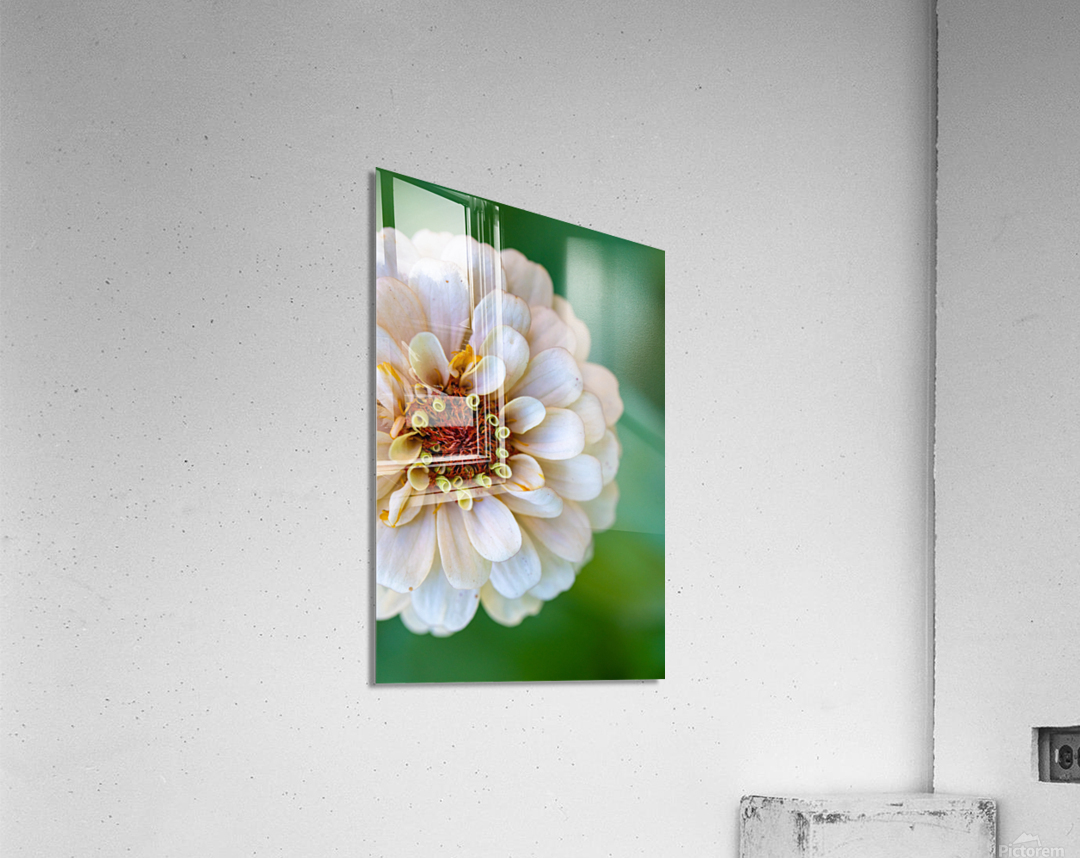 Sweet Flower Acrylic Print