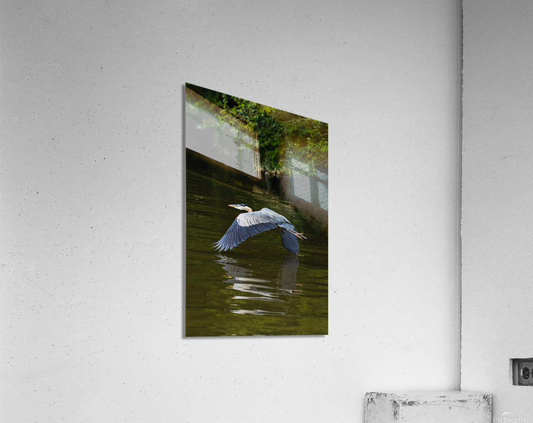 Heron Takes Flight Acrylic Print