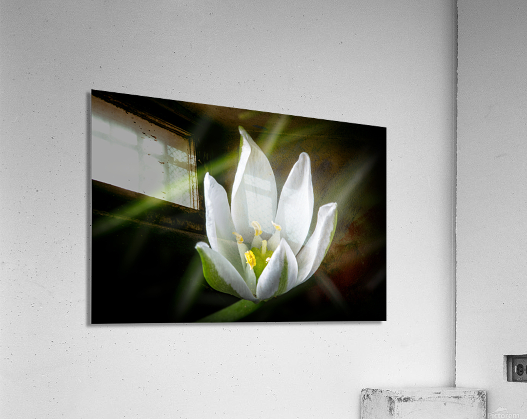 White Flower Acrylic Print