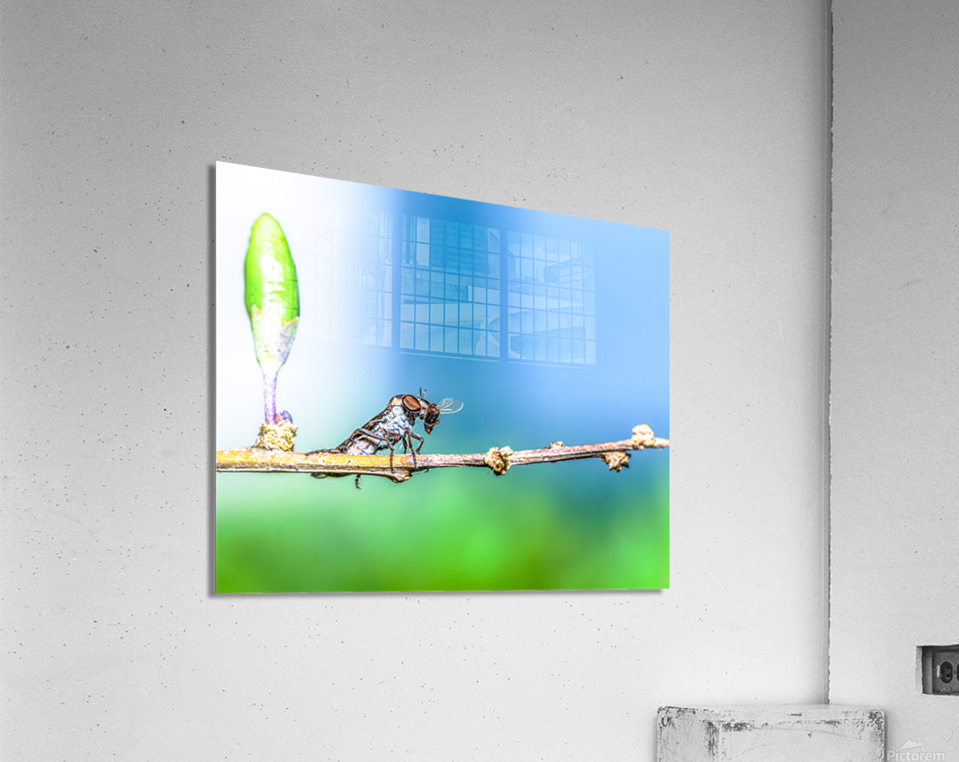 Life Cycle Acrylic Print