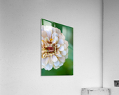 Sweet Flower  Acrylic Print