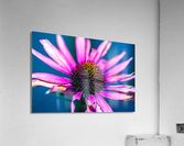 Purple Flower  Acrylic Print