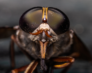 Macro Fly