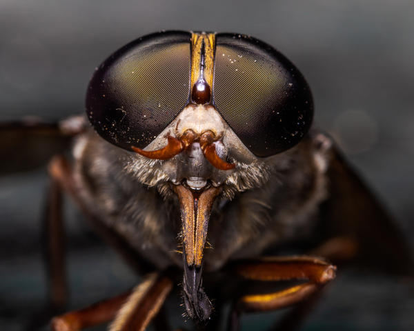 Macro Fly Print