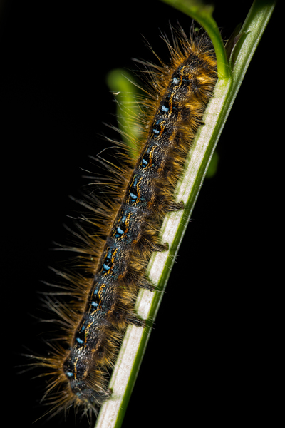 Gypsy Moth Caterpillar Digital Download