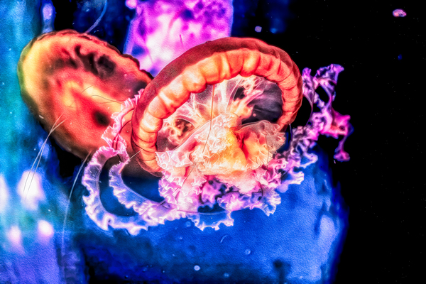 Im In Love With The Jellyfish Print