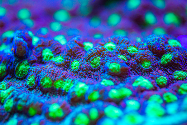 Deep Sea Anemone Print