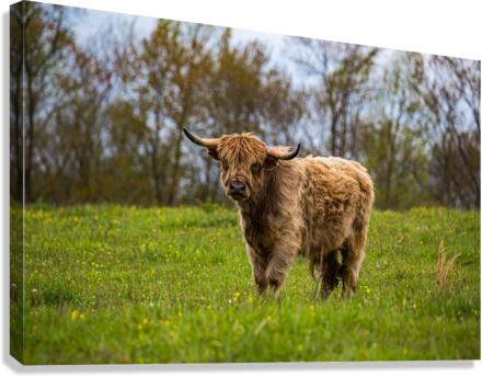 The Hairy Cow  Canvas Print