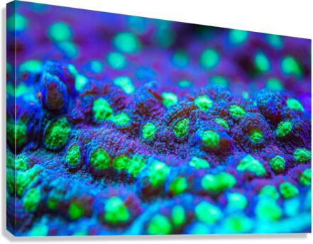 Deep Sea Anemone Canvas Print