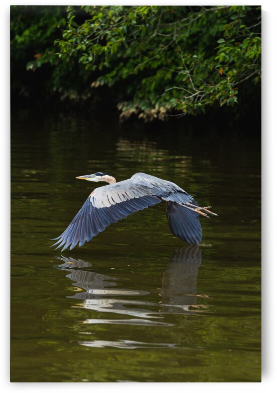 Heron Takes Flight by Nativ