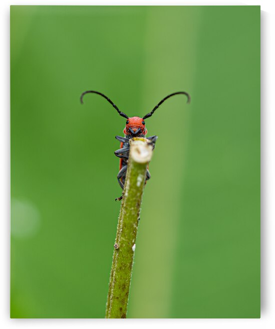 Hello Friend by Nativ