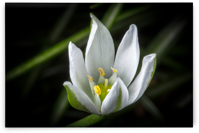 White Flower by Nativ
