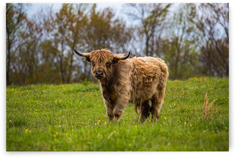 The Hairy Cow by Nativ