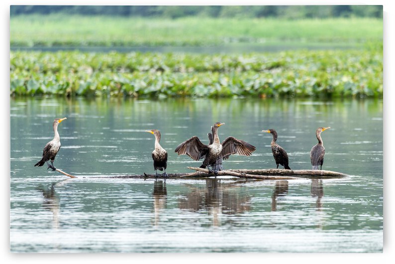 Waterfowl Party by Nativ