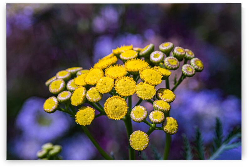 A Natural Bouquet by Nativ