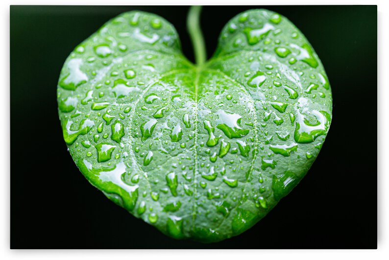 Simple Rain by Nativ