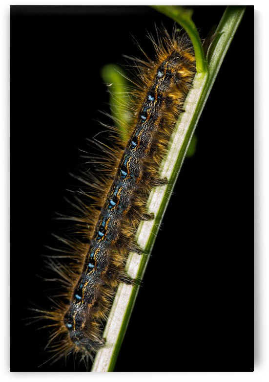 Gypsy Moth Caterpillar by Nativ