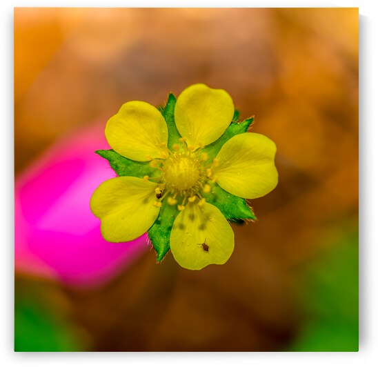 On a Mission by Nativ