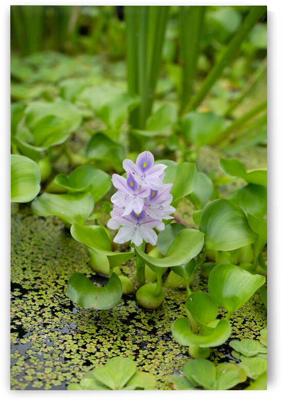 Little Water by Nativ