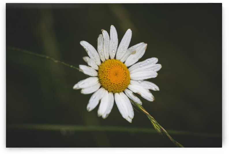 Not So Common Daisy by Nativ