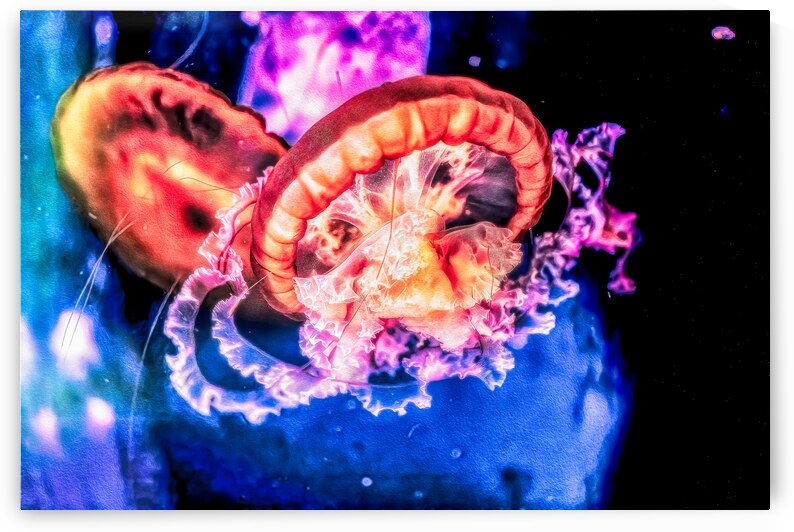 Im In Love With The Jellyfish by Nativ