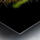 Gypsy Moth Caterpillar Metal print