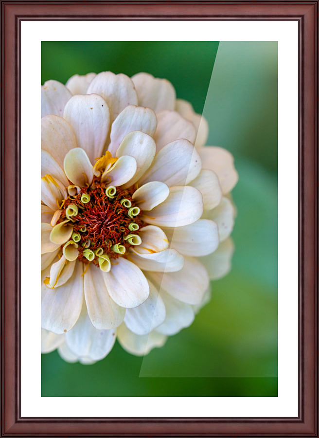 Sweet Flower Picture Frame print