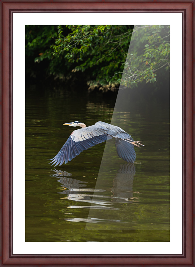 Heron Takes Flight Picture Frame print