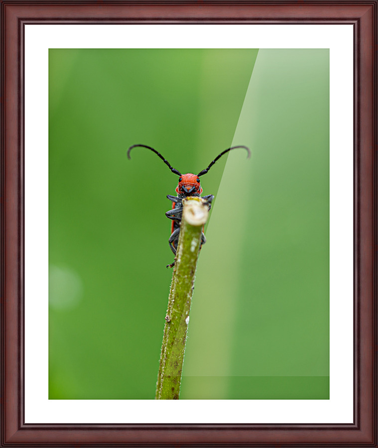 Hello Friend Picture Frame print