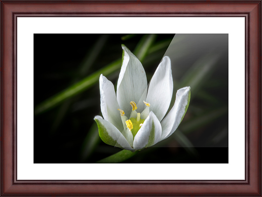 White Flower Picture Frame print