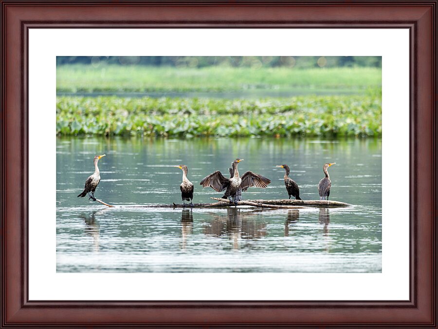 Waterfowl Party Picture Frame print