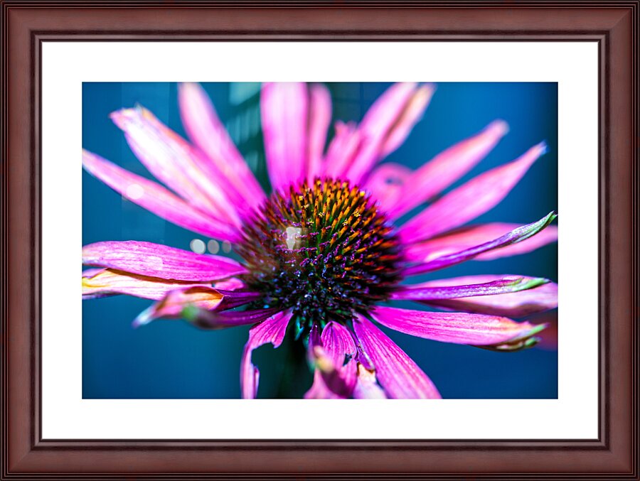 Purple Flower Picture Frame print
