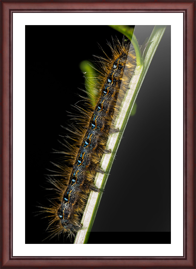 Gypsy Moth Caterpillar Picture Frame print
