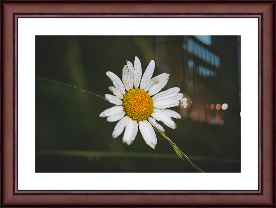 Not So Common Daisy Picture Frame print