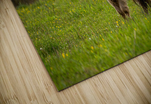 The Hairy Cow Nativ puzzle