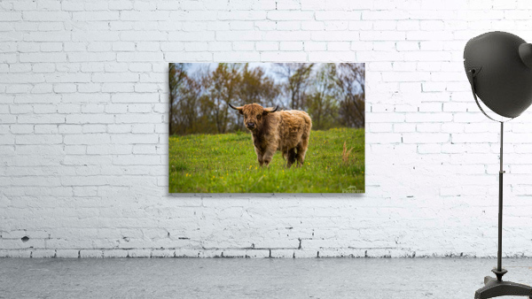 The Hairy Cow Wall Preview