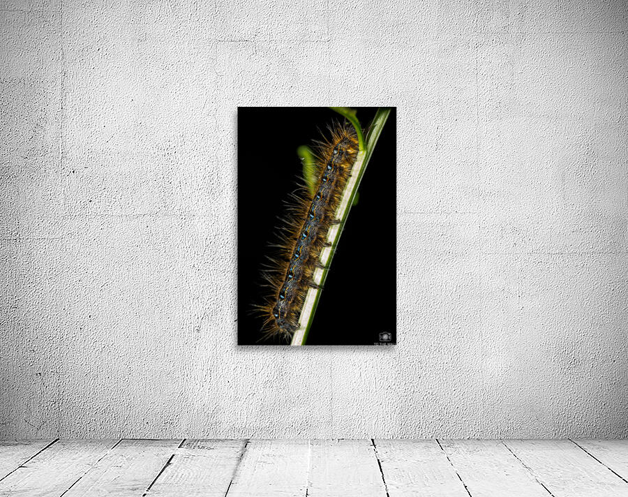 Gypsy Moth Caterpillar Wall Preview