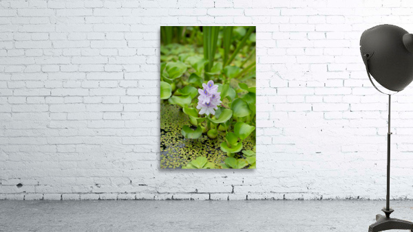 Little Water Wall Preview