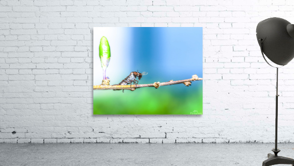 Life Cycle Wall Preview