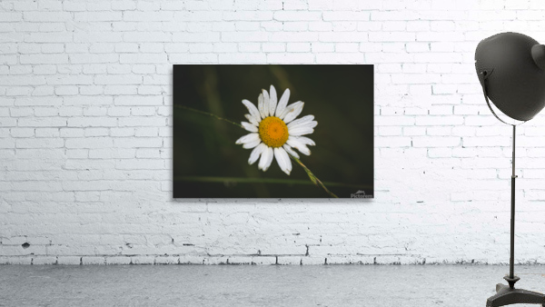 Not So Common Daisy Wall Preview