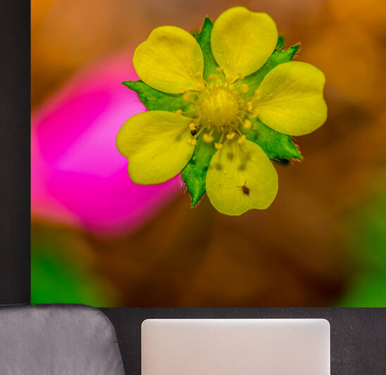 On a Mission by Nativ