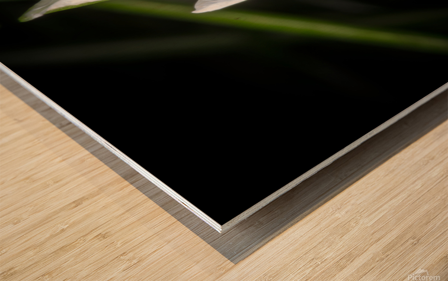 White Flower Wood print