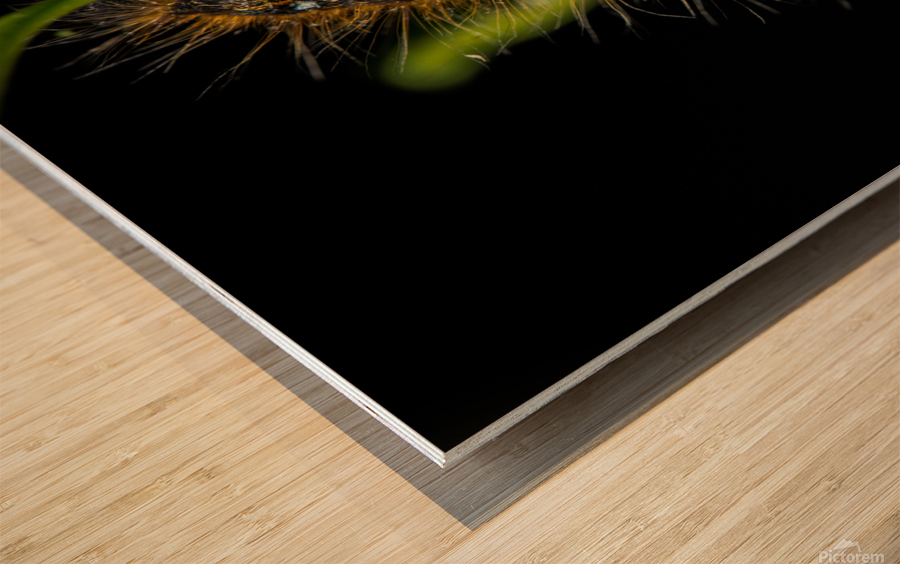 Gypsy Moth Caterpillar Wood print